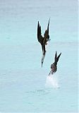 Blue-footed Booby